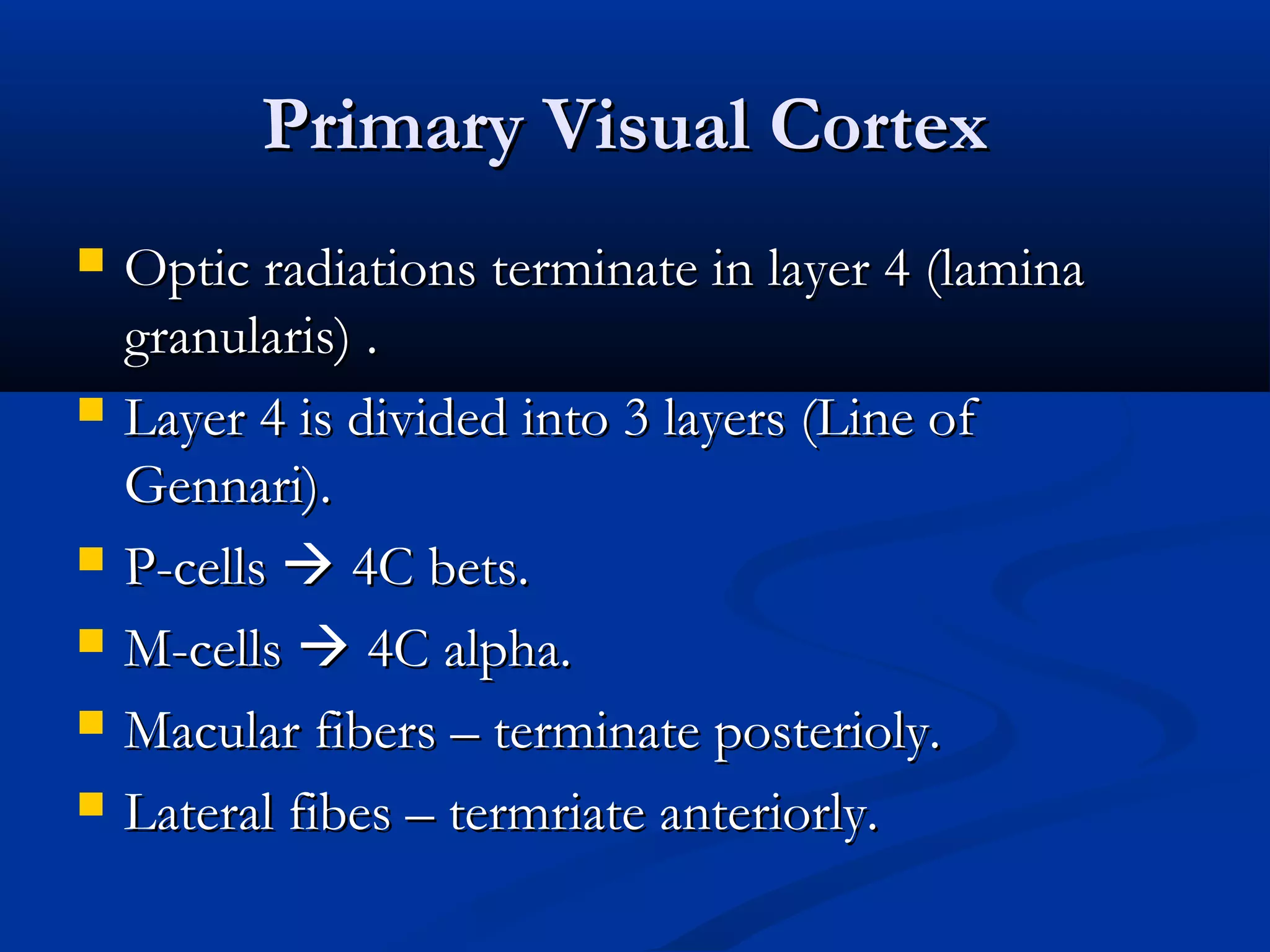 Primary Visual CortexPrimary Visual Cortex
 Optic radiations terminate in layer 4 (laminaOptic radiations terminate in layer 4 (lamina
granularis) .granularis) .
 Layer 4 is divided into 3 layers (Line ofLayer 4 is divided into 3 layers (Line of
Gennari).Gennari).
 P-cellsP-cells  4C bets.4C bets.
 M-cellsM-cells  4C alpha.4C alpha.
 Macular fibers – terminate posterioly.Macular fibers – terminate posterioly.
 Lateral fibes – termriate anteriorly.Lateral fibes – termriate anteriorly.
 