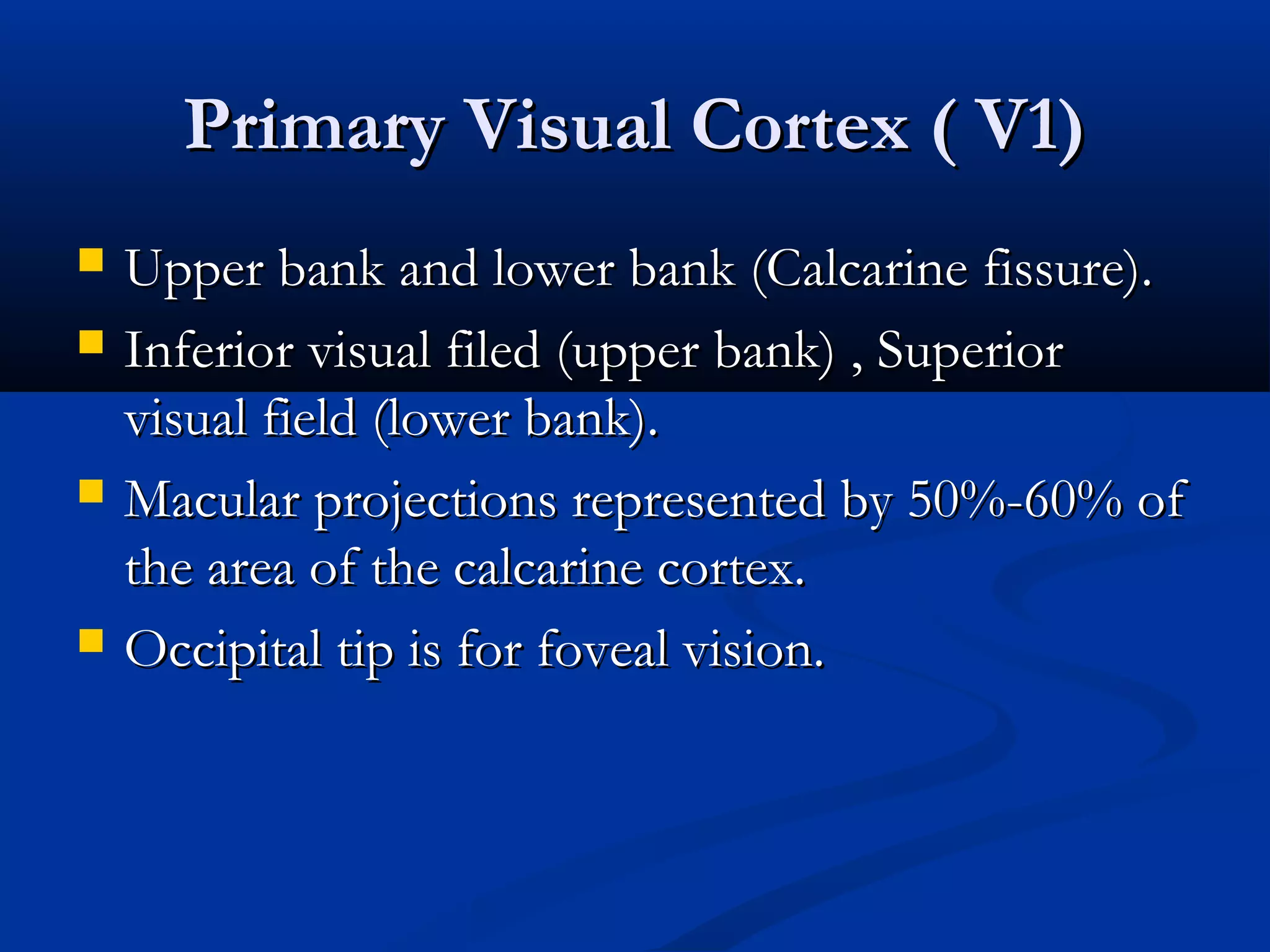 Primary Visual Cortex ( V1)Primary Visual Cortex ( V1)
 Upper bank and lower bank (Calcarine fissure).Upper bank and lower bank (Calcarine fissure).
 Inferior visual filed (upper bank) , SuperiorInferior visual filed (upper bank) , Superior
visual field (lower bank).visual field (lower bank).
 Macular projections represented by 50%-60% ofMacular projections represented by 50%-60% of
the area of the calcarine cortex.the area of the calcarine cortex.
 Occipital tip is for foveal vision.Occipital tip is for foveal vision.
 