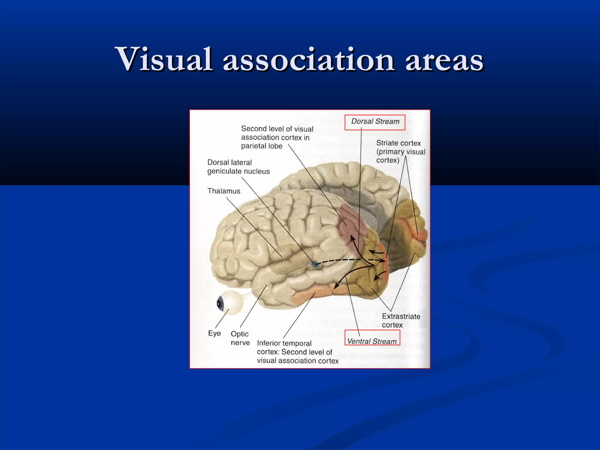 Visual association areasVisual association areas
 