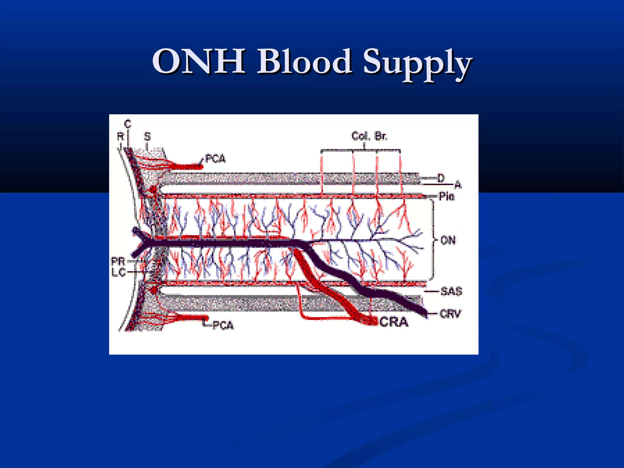 ONH Blood SupplyONH Blood Supply
 