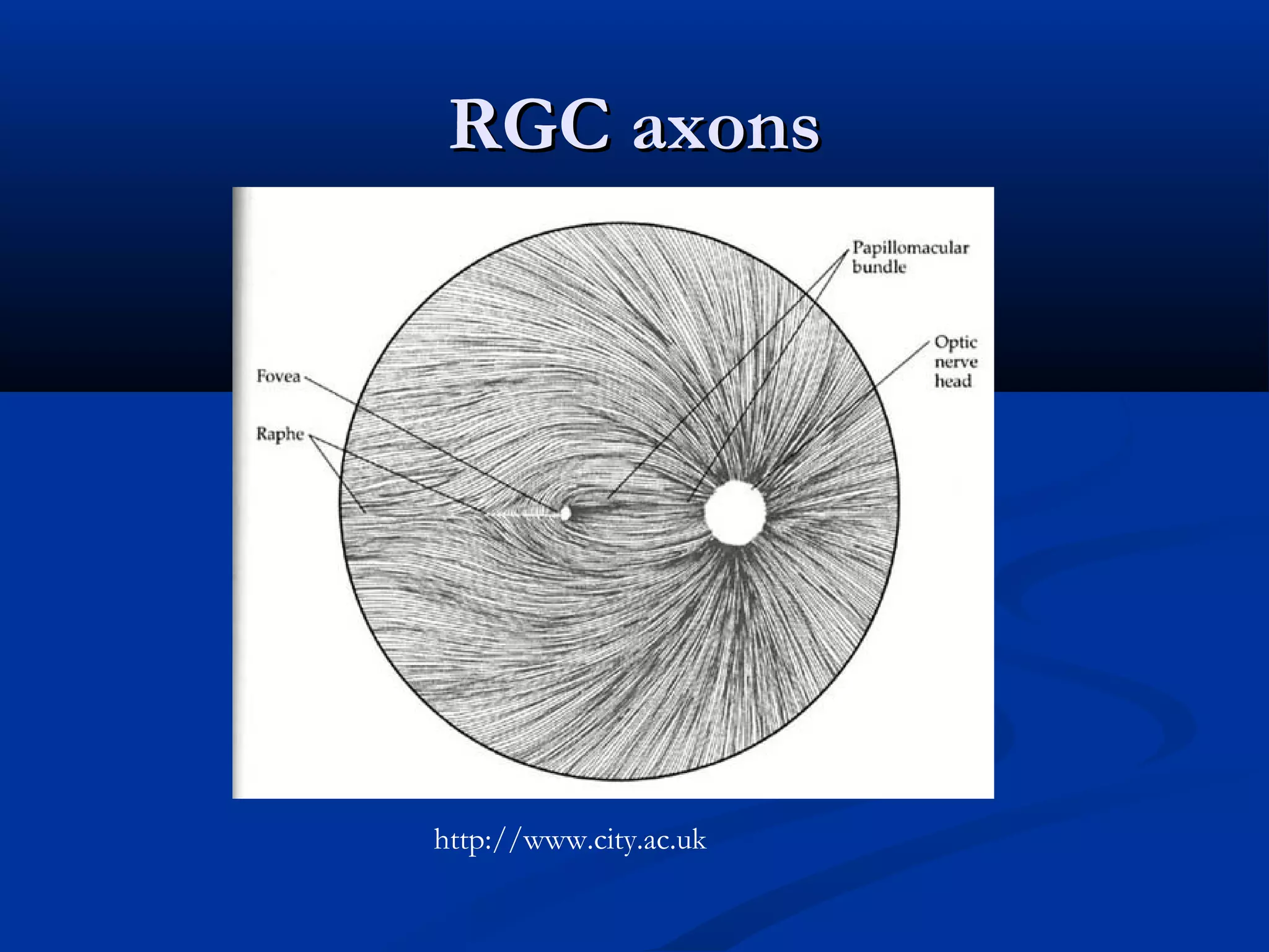 RGC axonsRGC axons
http://www.city.ac.uk
 
