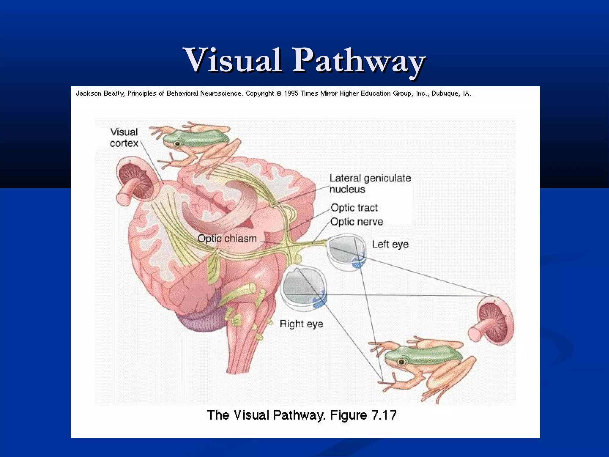 Manifestations of visual pathway lesions
