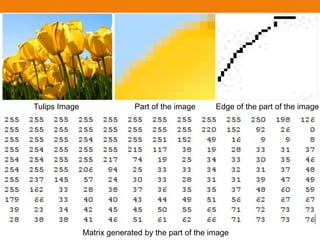 Tulips Image Part of the image Edge of the part of the image
Matrix generated by the part of the image
 