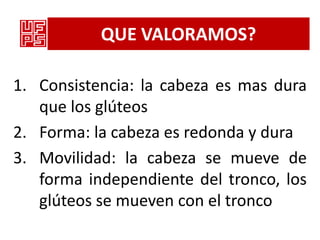 QUE VALORAMOS?

1. Consistencia: la cabeza es mas dura
   que los glúteos
2. Forma: la cabeza es redonda y dura
3. Movilidad: la cabeza se mueve de
   forma independiente del tronco, los
   glúteos se mueven con el tronco
 
