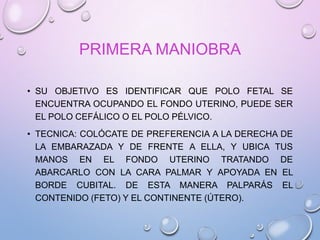 PRIMERA MANIOBRA
• SU OBJETIVO ES IDENTIFICAR QUE POLO FETAL SE
ENCUENTRA OCUPANDO EL FONDO UTERINO, PUEDE SER
EL POLO CEFÁLICO O EL POLO PÉLVICO.
• TECNICA: COLÓCATE DE PREFERENCIA A LA DERECHA DE
LA EMBARAZADA Y DE FRENTE A ELLA, Y UBICA TUS
MANOS EN EL FONDO UTERINO TRATANDO DE
ABARCARLO CON LA CARA PALMAR Y APOYADA EN EL
BORDE CUBITAL. DE ESTA MANERA PALPARÁS EL
CONTENIDO (FETO) Y EL CONTINENTE (ÚTERO).
 
