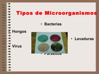 Tipos de Microorganismos Bacterias Hongos Levaduras Virus Parásitos 