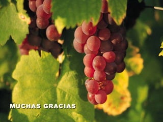 MUCHAS GRACIAS 