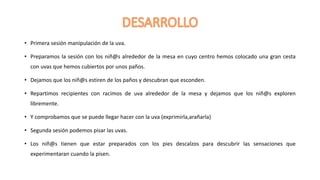 • Primera sesión manipulación de la uva.
• Preparamos la sesión con los niñ@s alrededor de la mesa en cuyo centro hemos co...