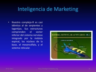 Inteligencia de Marketing
• Nuestro complejo-R es casi
idéntico al de serpientes y
lagartijas. Sus estructuras
comprenden ...