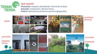 QUE HACER?
Prevención: limpieza y desinfección. Control de residuos
Exclusión: instalaciones. Barreras físicas
Control: Aplicación de productos químicos (plaguicidas)
ORDEN
GESTIÓN DE
RESIDUOS
EXCLUSIÓN
–
BARRERAS
FISICAS
EXCLUSIÓN
–
DESMALEZA
DO
 