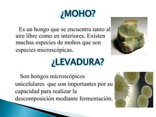 Es un hongo que se encuentra tanto al
aire libre como en interiores. Existen
muchas especies de mohos que son
especies microscópicas.



  Son hongos microscópicos
unicelulares que son importantes por su
capacidad para realizar la
descomposición mediante fermentación.
 