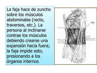 La faja hace de zuncho
sobre los músculos
abdominales (recto,
traversos, etc.). La
persona al inclinarse
contrae los músculos
debiendo crearse una
expansión hacia fuera;
la faja impide esto,
presionando a los
órganos internos.
 