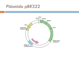 Plásmido pBR322
 