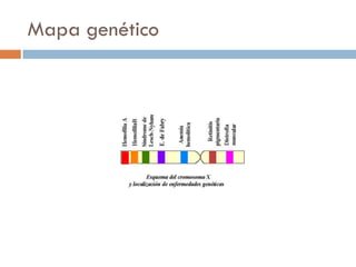 Mapa genético
 