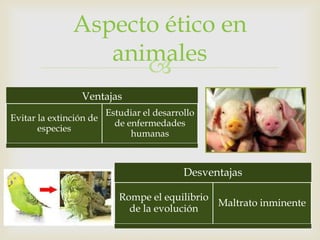Aspecto ético en
                  animales
                     
                  Ventajas
                         Estudiar el desarrollo
Evitar la extinción de
                           de enfermedades
       especies
                               humanas



                                            Desventajas

                            Rompe el equilibrio
                                                Maltrato inminente
                              de la evolución
 