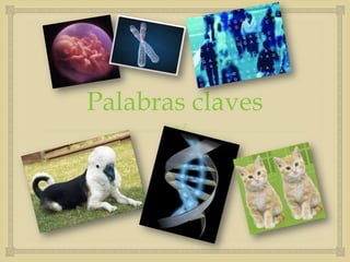 Palabras claves
      
 