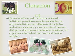 Clonacion
                          de células de
 Es una transferencia de núcleos
  individuos ya nacidos a ovocitos enucleados. Se
  originan individuos casi idénticos entre sí (salvo
  mutaciones somáticas) y muy parecidos al donante.
  (Del que se diferencian en mutaciones somáticas y en
  el genoma mitocondrial, que procede del óvulo
  receptor).
 