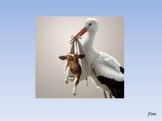 ManipulaçãO Da Imagem