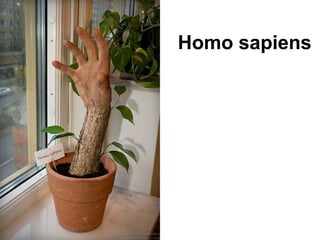 Homo sapiens 