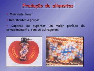 Produção de alimentos
• Mais nutritivos
• Resistentes a pragas
• Capazes de suportar     um maior   período de
armazenamento, sem se estragarem.
 