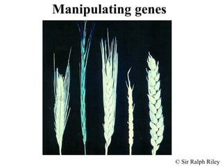 Biology Manipulating genes | PPT