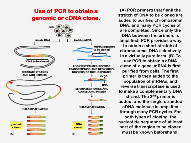 Manipulating nucleic acids
