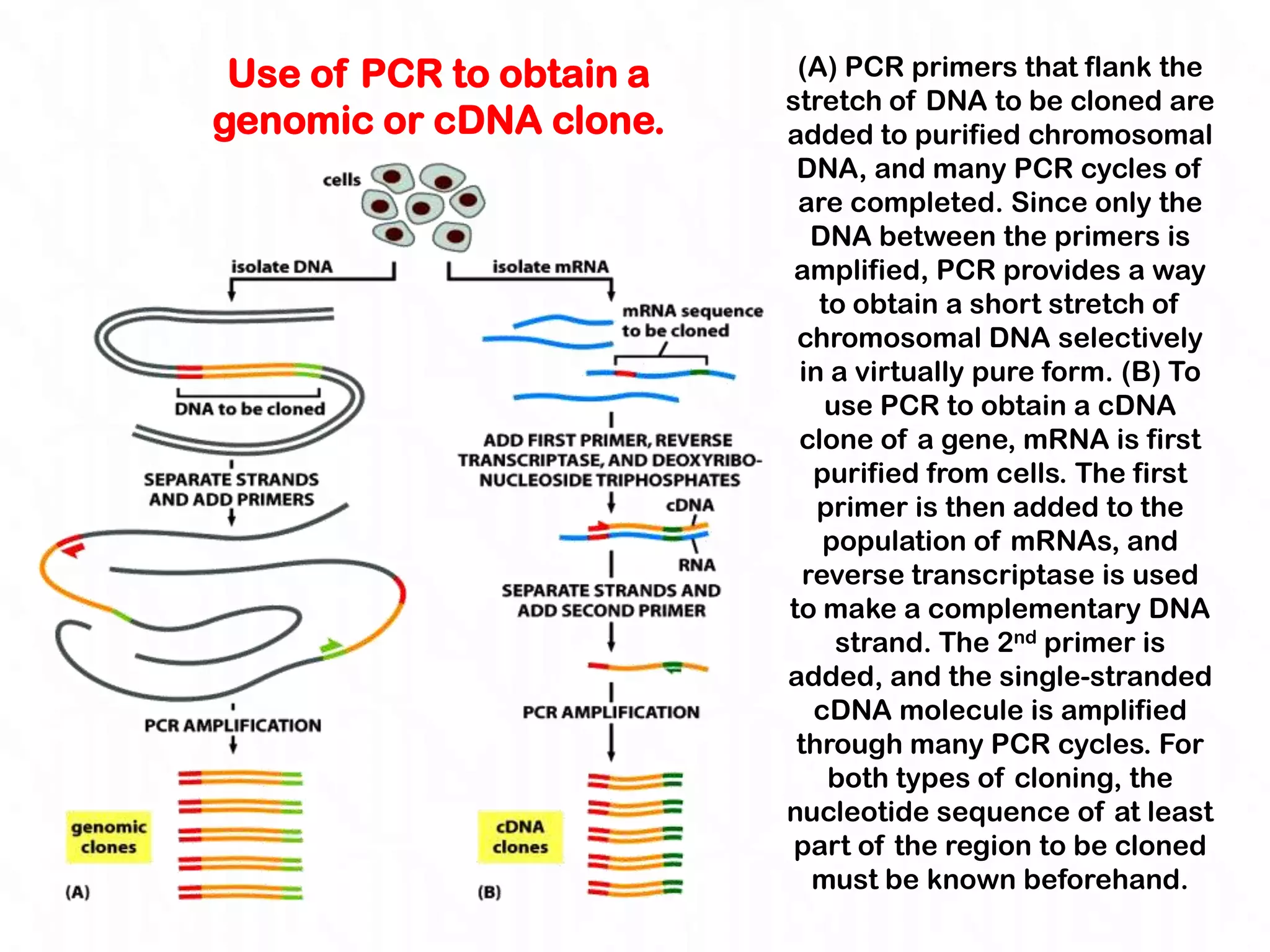 Use of PCR to obtain a    (A) PCR primers that flank the
                          stretch of DNA to be cloned are
genomic or cDNA clone.    added to purified chromosomal
                           DNA, and many PCR cycles of
                           are completed. Since only the
                             DNA between the primers is
                           amplified, PCR provides a way
                             to obtain a short stretch of
                           chromosomal DNA selectively
                           in a virtually pure form. (B) To
                              use PCR to obtain a cDNA
                           clone of a gene, mRNA is first
                             purified from cells. The first
                             primer is then added to the
                              population of mRNAs, and
                            reverse transcriptase is used
                          to make a complementary DNA
                               strand. The 2nd primer is
                          added, and the single-stranded
                             cDNA molecule is amplified
                           through many PCR cycles. For
                              both types of cloning, the
                          nucleotide sequence of at least
                           part of the region to be cloned
                             must be known beforehand.
 