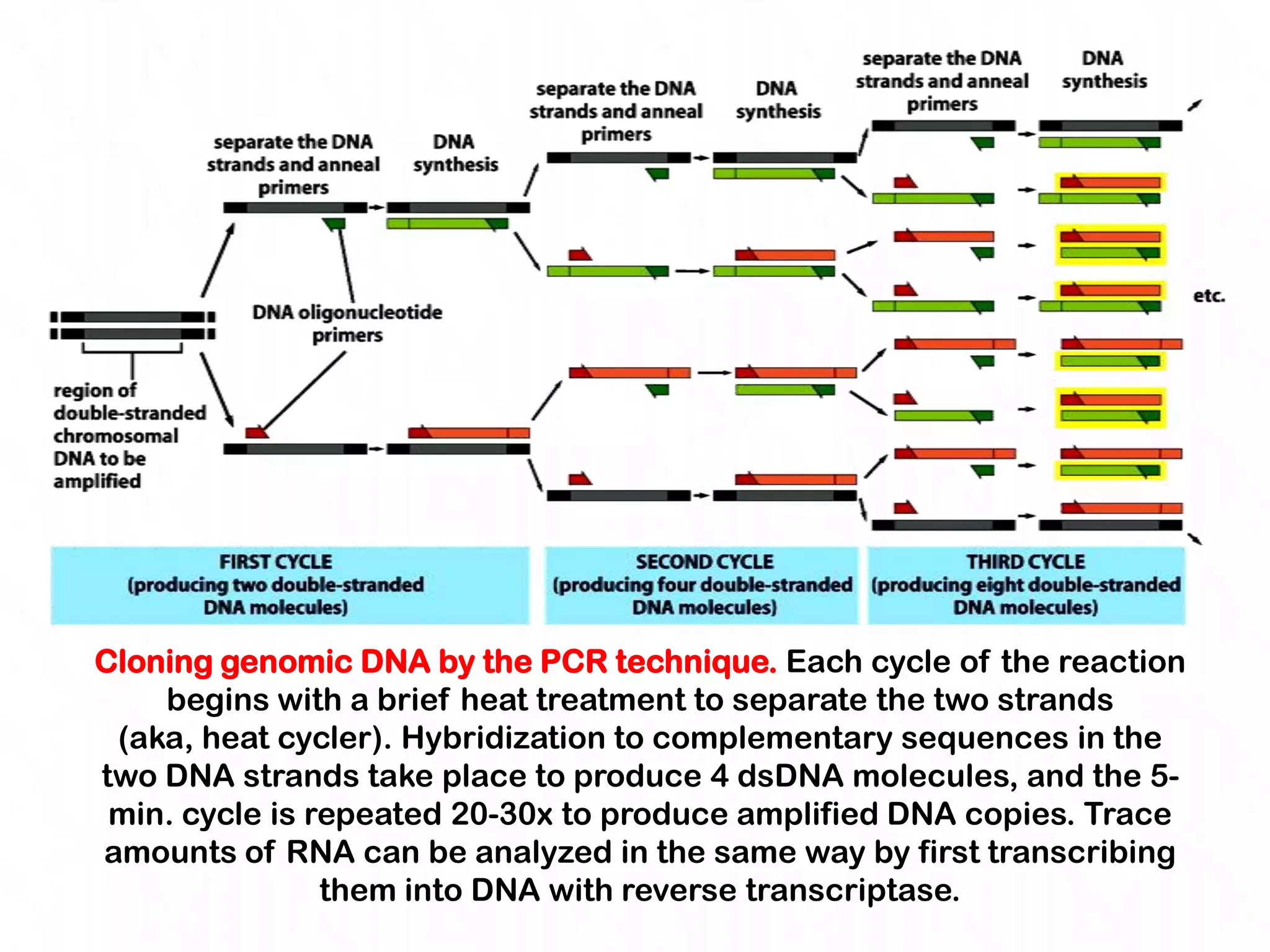 Cloning genomic DNA by the PCR technique. Each cycle of the reaction
    begins with a brief heat treatment to separate the two strands
 (aka, heat cycler). Hybridization to complementary sequences in the
two DNA strands take place to produce 4 dsDNA molecules, and the 5-
 min. cycle is repeated 20-30x to produce amplified DNA copies. Trace
amounts of RNA can be analyzed in the same way by first transcribing
                them into DNA with reverse transcriptase.
 