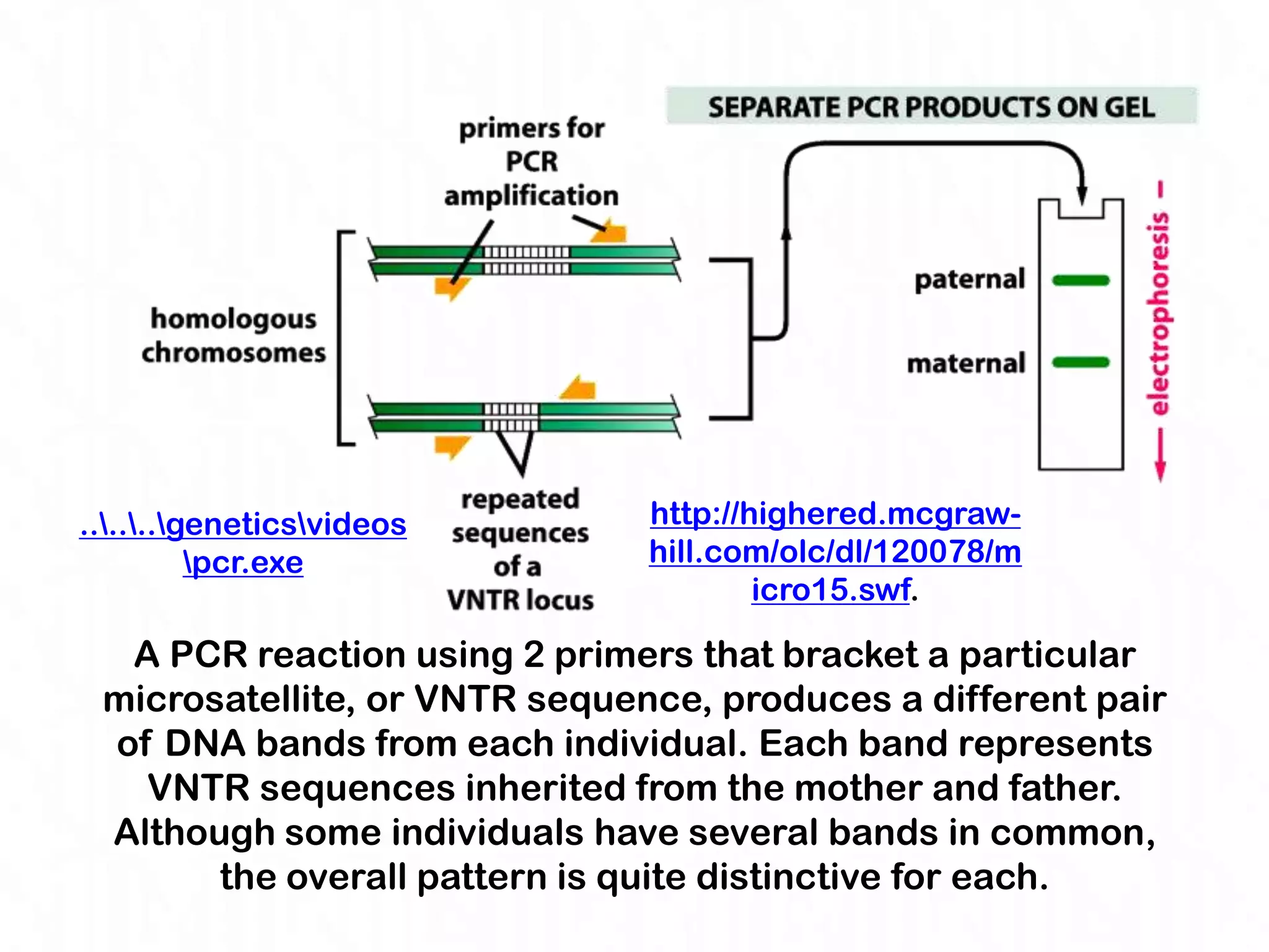 ......geneticsvideos       http://highered.mcgraw-
          pcr.exe             hill.com/olc/dl/120078/m
                                       icro15.swf.

  A PCR reaction using 2 primers that bracket a particular
 microsatellite, or VNTR sequence, produces a different pair
 of DNA bands from each individual. Each band represents
   VNTR sequences inherited from the mother and father.
 Although some individuals have several bands in common,
       the overall pattern is quite distinctive for each.
 