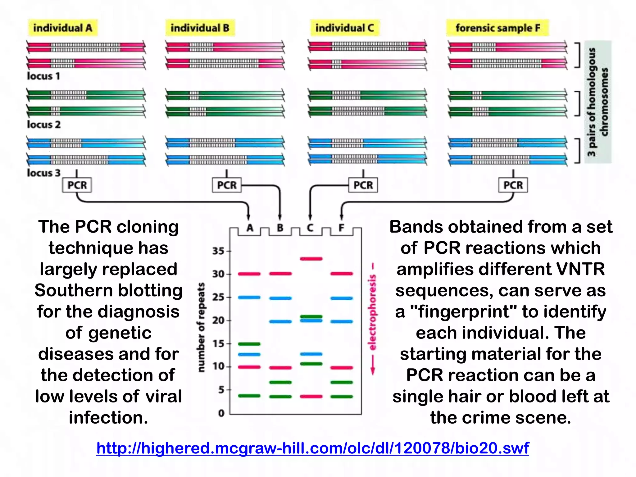 The PCR cloning                            Bands obtained from a set
  technique has                              of PCR reactions which
 largely replaced                            amplifies different VNTR
Southern blotting                           sequences, can serve as
for the diagnosis                           a "fingerprint" to identify
    of genetic                                 each individual. The
 diseases and for                            starting material for the
 the detection of                             PCR reaction can be a
low levels of viral                         single hair or blood left at
     infection.                                  the crime scene.
       http://highered.mcgraw-hill.com/olc/dl/120078/bio20.swf
 