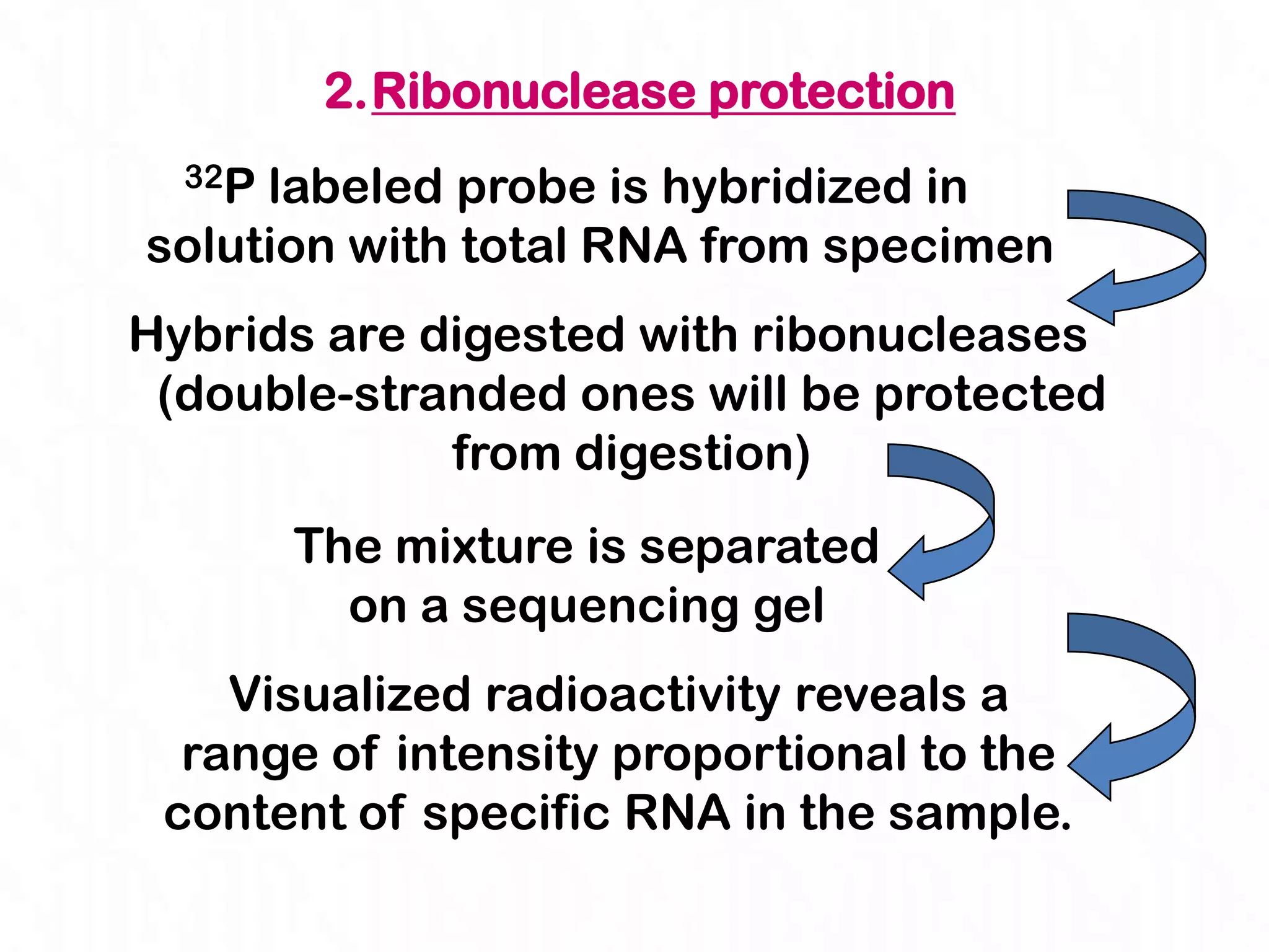 2.Ribonuclease protection
  32Plabeled probe is hybridized in
solution with total RNA from specimen
Hybrids are digested with ribonucleases
 (double-stranded ones will be protected
             from digestion)
        The mixture is separated
          on a sequencing gel
    Visualized radioactivity reveals a
  range of intensity proportional to the
 content of specific RNA in the sample.
 