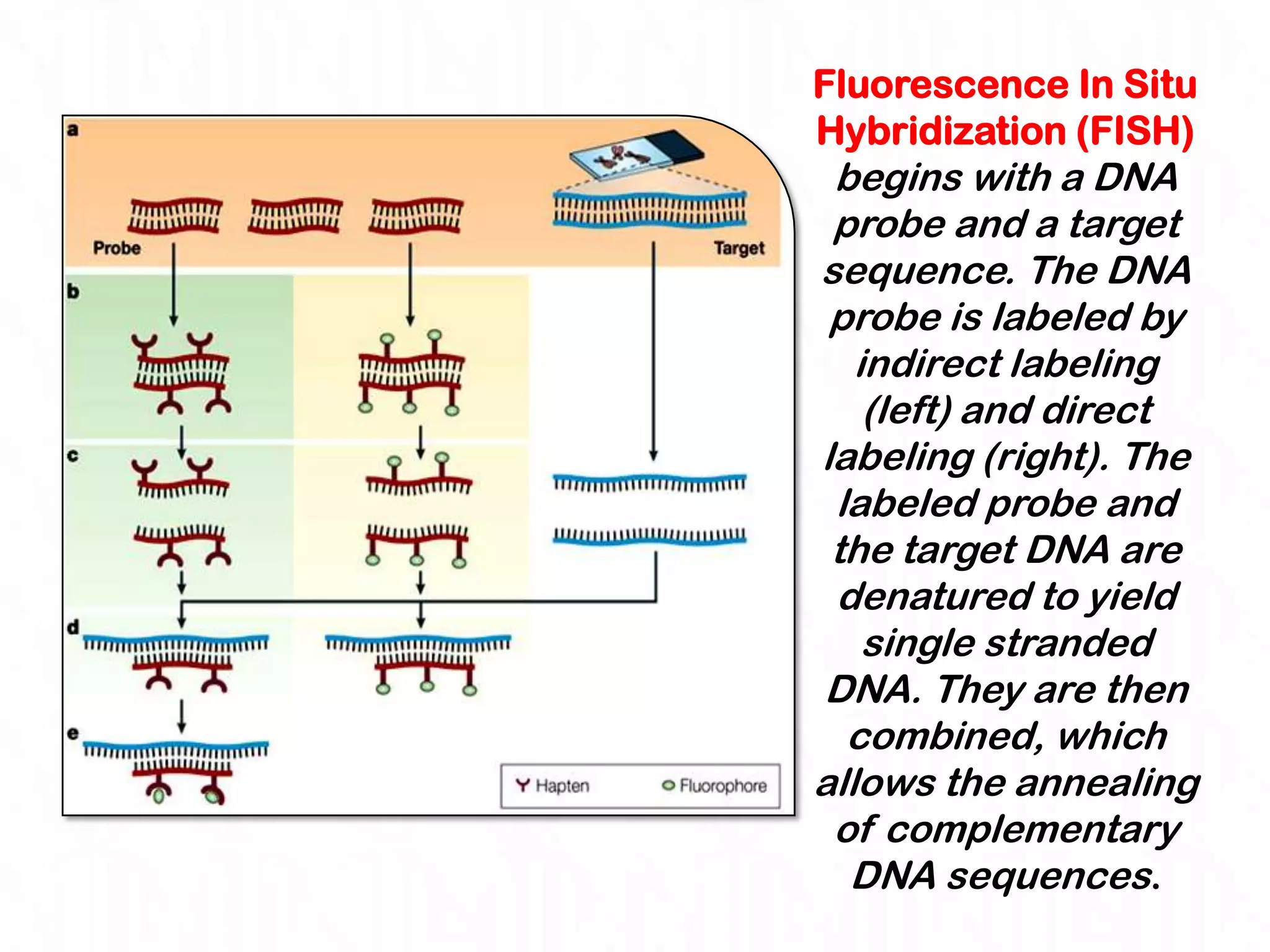 Fluorescence In Situ
Hybridization (FISH)
 begins with a DNA
 probe and a target
sequence. The DNA
 probe is labeled by
   indirect labeling
    (left) and direct
labeling (right). The
 labeled probe and
 the target DNA are
 denatured to yield
    single stranded
DNA. They are then
  combined, which
allows the annealing
 of complementary
  DNA sequences.
 