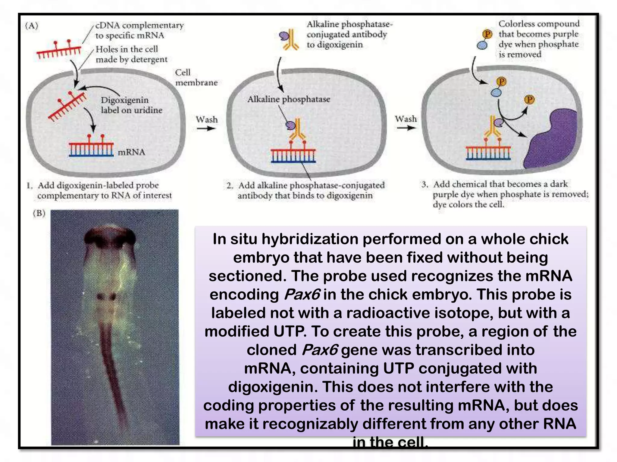 In situ hybridization performed on a whole chick
    embryo that have been fixed without being
 sectioned. The probe used recognizes the mRNA
 encoding Pax6 in the chick embryo. This probe is
 labeled not with a radioactive isotope, but with a
modified UTP. To create this probe, a region of the
       cloned Pax6 gene was transcribed into
      mRNA, containing UTP conjugated with
   digoxigenin. This does not interfere with the
coding properties of the resulting mRNA, but does
make it recognizably different from any other RNA
                     in the cell.
 