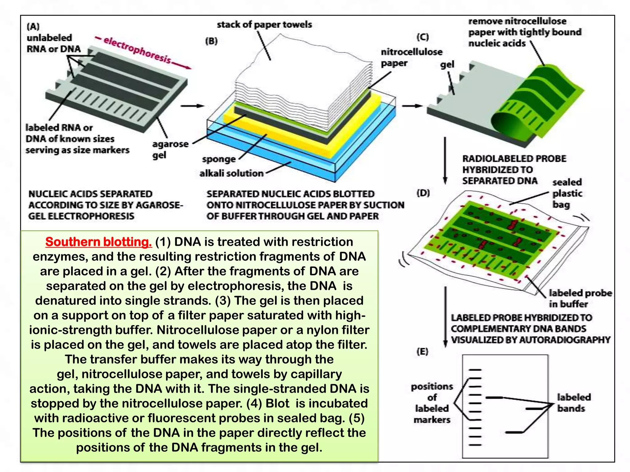 Southern blotting. (1) DNA is treated with restriction
  enzymes, and the resulting restriction fragments of DNA
   are placed in a gel. (2) After the fragments of DNA are
    separated on the gel by electrophoresis, the DNA is
  denatured into single strands. (3) The gel is then placed
  on a support on top of a filter paper saturated with high-
ionic-strength buffer. Nitrocellulose paper or a nylon filter
 is placed on the gel, and towels are placed atop the filter.
        The transfer buffer makes its way through the
      gel, nitrocellulose paper, and towels by capillary
action, taking the DNA with it. The single-stranded DNA is
stopped by the nitrocellulose paper. (4) Blot is incubated
  with radioactive or fluorescent probes in sealed bag. (5)
 The positions of the DNA in the paper directly reflect the
          positions of the DNA fragments in the gel.
 