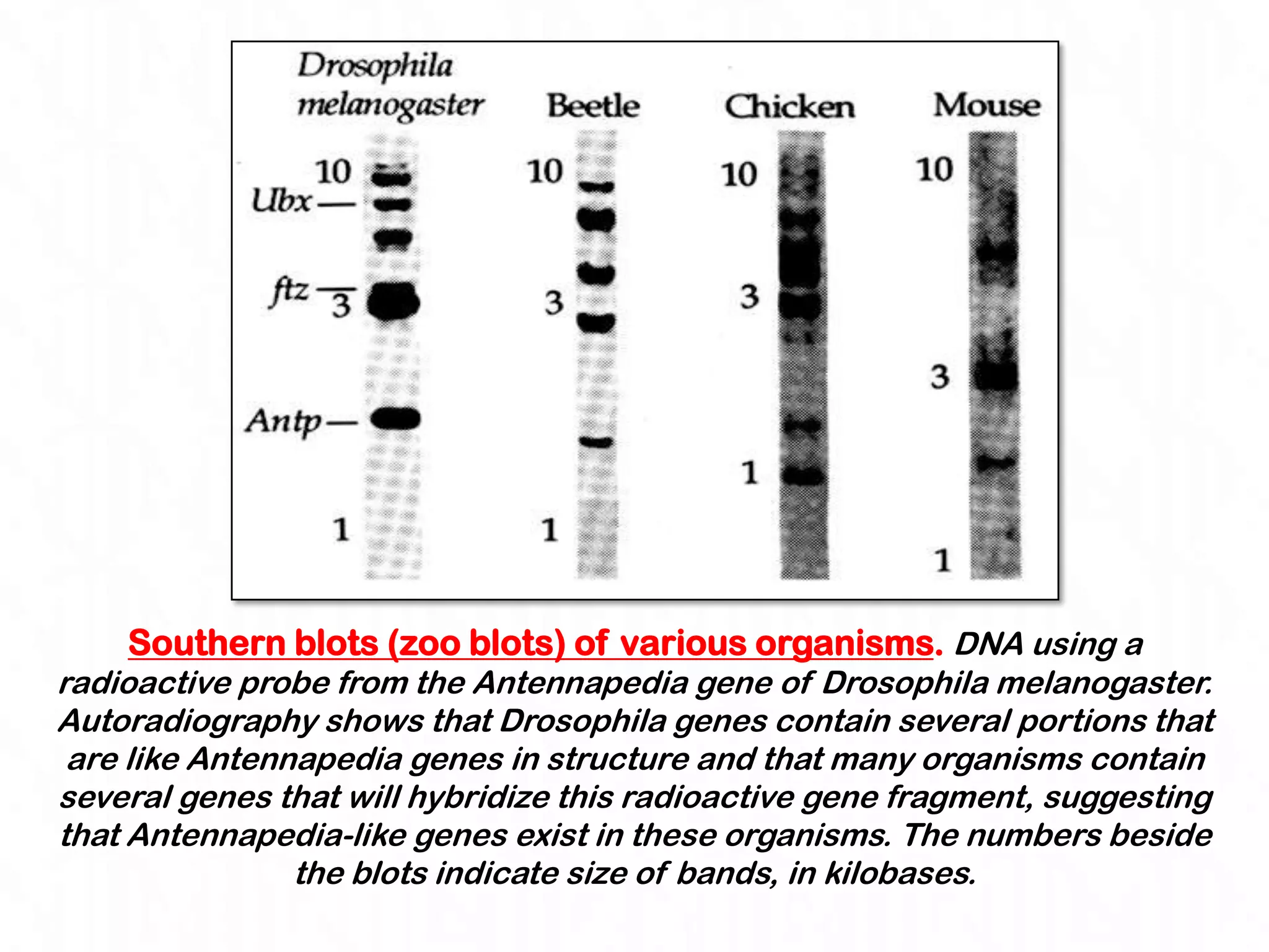 Southern blots (zoo blots) of various organisms. DNA using a
radioactive probe from the Antennapedia gene of Drosophila melanogaster.
Autoradiography shows that Drosophila genes contain several portions that
 are like Antennapedia genes in structure and that many organisms contain
several genes that will hybridize this radioactive gene fragment, suggesting
that Antennapedia-like genes exist in these organisms. The numbers beside
                the blots indicate size of bands, in kilobases.
 