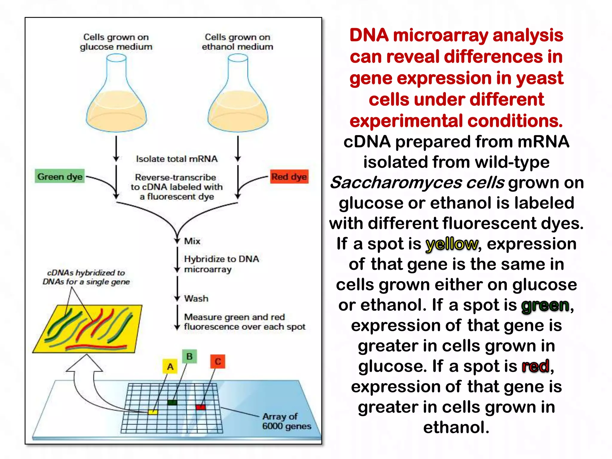 DNA microarray analysis
   can reveal differences in
   gene expression in yeast
       cells under different
   experimental conditions.
  cDNA prepared from mRNA
      isolated from wild-type
Saccharomyces cells grown on
 glucose or ethanol is labeled
with different fluorescent dyes.
 If a spot is        , expression
   of that gene is the same in
 cells grown either on glucose
 or ethanol. If a spot is       ,
    expression of that gene is
     greater in cells grown in
     glucose. If a spot is    ,
    expression of that gene is
     greater in cells grown in
              ethanol.
 
