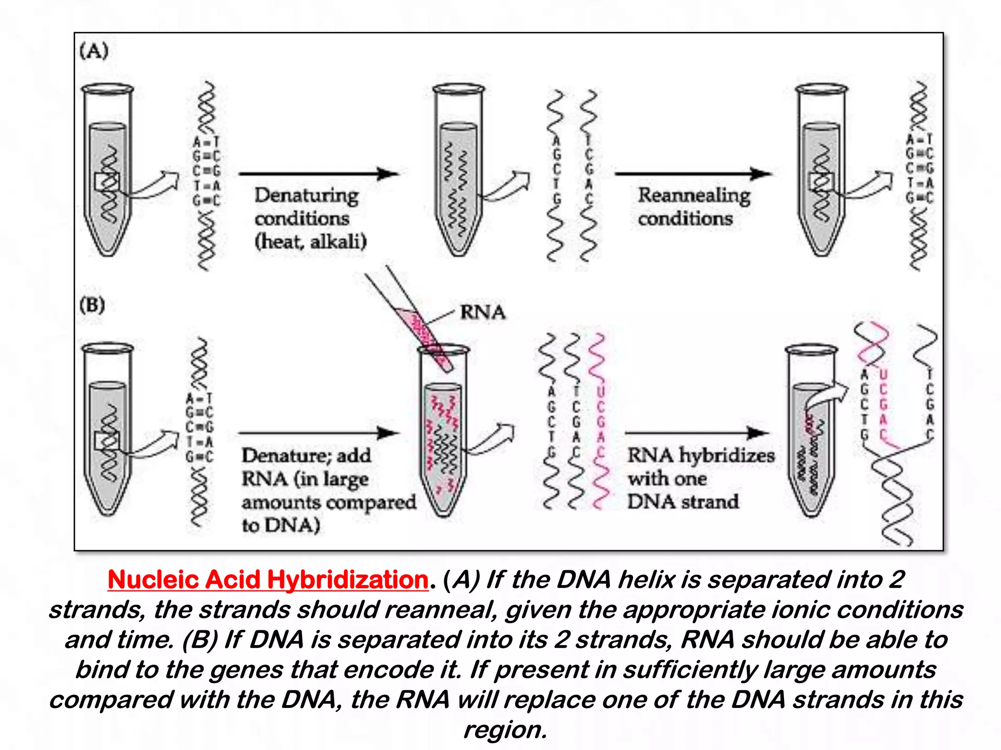 Nucleic Acid Hybridization. (A) If the DNA helix is separated into 2
strands, the strands should reanneal, given the appropriate ionic conditions
 and time. (B) If DNA is separated into its 2 strands, RNA should be able to
  bind to the genes that encode it. If present in sufficiently large amounts
compared with the DNA, the RNA will replace one of the DNA strands in this
                                   region.
 