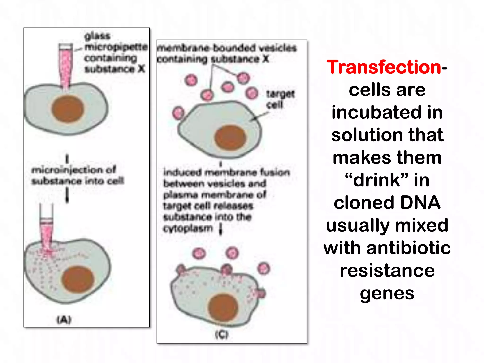 Transfection-
   cells are
 incubated in
 solution that
 makes them
   “drink” in
 cloned DNA
usually mixed
with antibiotic
  resistance
     genes
 