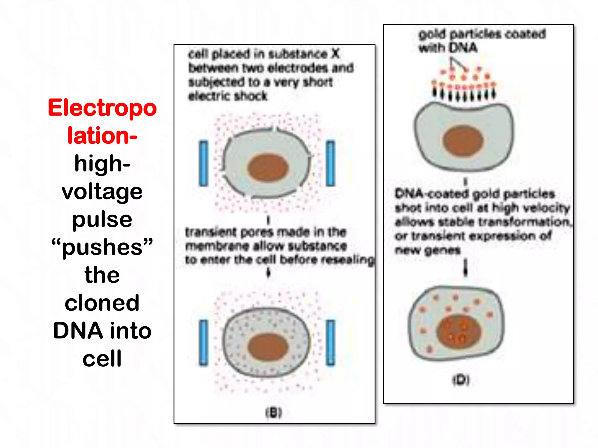 Electropo
  lation-
   high-
 voltage
   pulse
“pushes”
    the
 cloned
DNA into
    cell
 