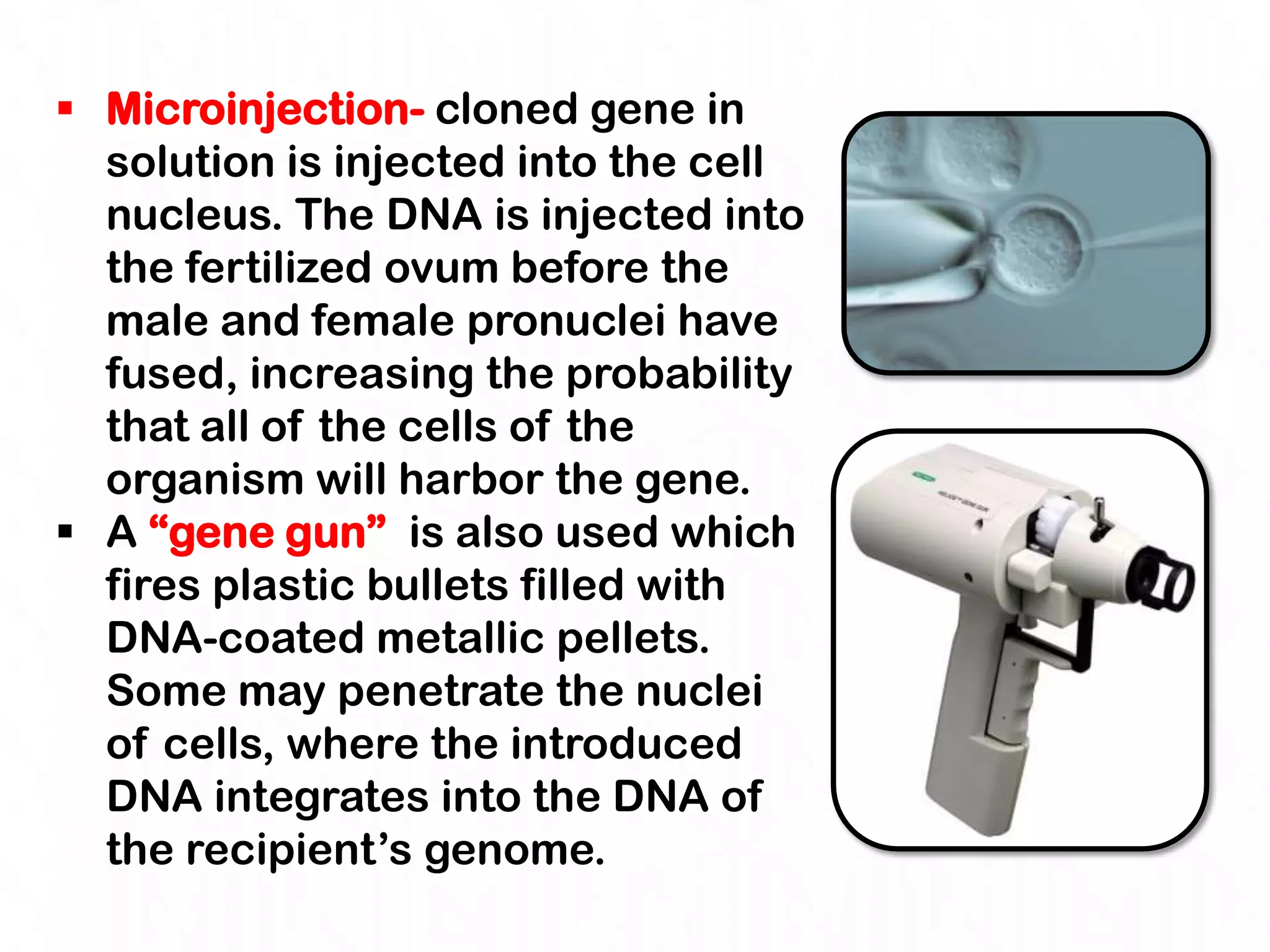  Microinjection- cloned gene in
  solution is injected into the cell
  nucleus. The DNA is injected into
  the fertilized ovum before the
  male and female pronuclei have
  fused, increasing the probability
  that all of the cells of the
  organism will harbor the gene.
 A “gene gun” is also used which
  fires plastic bullets filled with
  DNA-coated metallic pellets.
  Some may penetrate the nuclei
  of cells, where the introduced
  DNA integrates into the DNA of
  the recipient‟s genome.
 