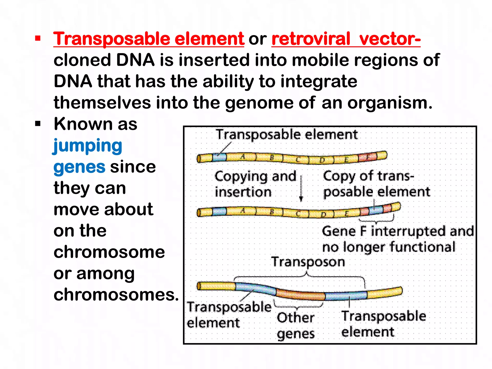  Transposable element or retroviral vector-
  cloned DNA is inserted into mobile regions of
  DNA that has the ability to integrate
  themselves into the genome of an organism.
 Known as
  jumping
  genes since
  they can
  move about
  on the
  chromosome
  or among
  chromosomes.
 