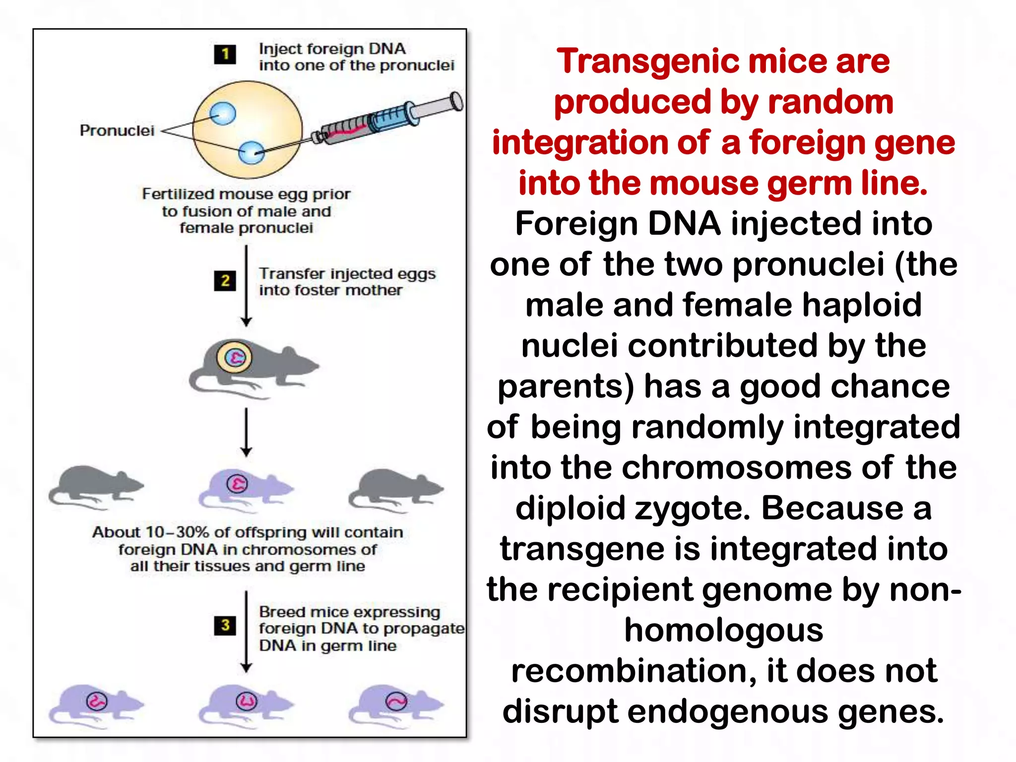 Transgenic mice are
     produced by random
integration of a foreign gene
   into the mouse germ line.
  Foreign DNA injected into
one of the two pronuclei (the
    male and female haploid
   nuclei contributed by the
 parents) has a good chance
of being randomly integrated
into the chromosomes of the
  diploid zygote. Because a
 transgene is integrated into
the recipient genome by non-
          homologous
  recombination, it does not
 disrupt endogenous genes.
 