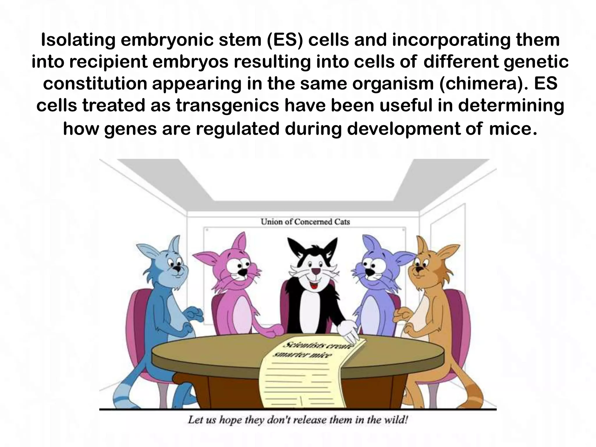 Isolating embryonic stem (ES) cells and incorporating them
into recipient embryos resulting into cells of different genetic
  constitution appearing in the same organism (chimera). ES
 cells treated as transgenics have been useful in determining
    how genes are regulated during development of mice.
 