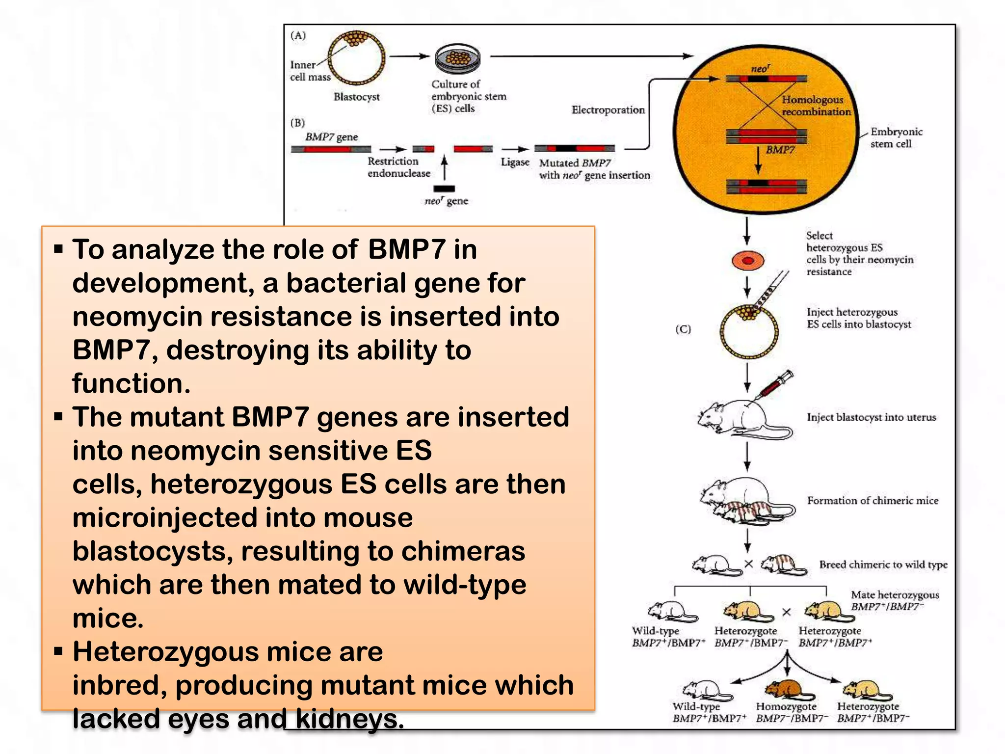  To analyze the role of BMP7 in
  development, a bacterial gene for
  neomycin resistance is inserted into
  BMP7, destroying its ability to
  function.
 The mutant BMP7 genes are inserted
  into neomycin sensitive ES
  cells, heterozygous ES cells are then
  microinjected into mouse
  blastocysts, resulting to chimeras
  which are then mated to wild-type
  mice.
 Heterozygous mice are
  inbred, producing mutant mice which
  lacked eyes and kidneys.
 
