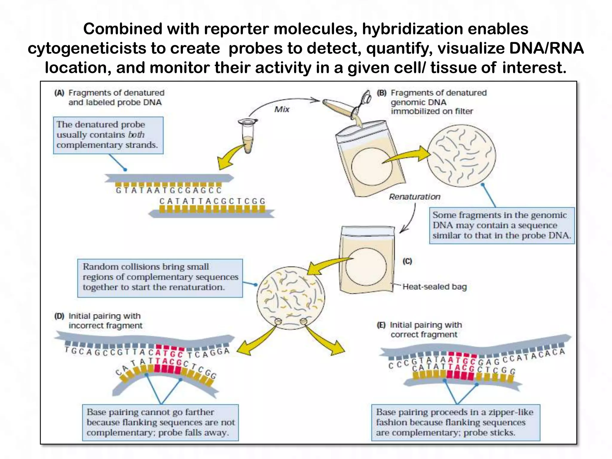 Combined with reporter molecules, hybridization enables
cytogeneticists to create probes to detect, quantify, visualize DNA/RNA
  location, and monitor their activity in a given cell/ tissue of interest.
 
