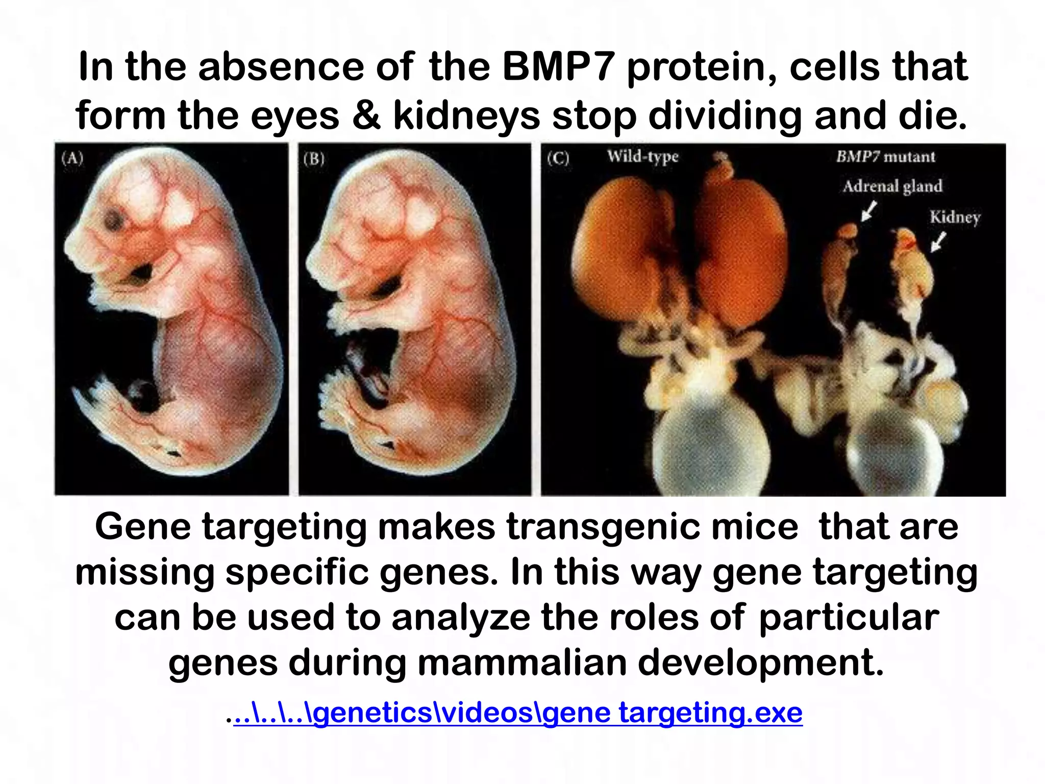 In the absence of the BMP7 protein, cells that
form the eyes & kidneys stop dividing and die.




 Gene targeting makes transgenic mice that are
missing specific genes. In this way gene targeting
  can be used to analyze the roles of particular
     genes during mammalian development.
        .......geneticsvideosgene targeting.exe
 