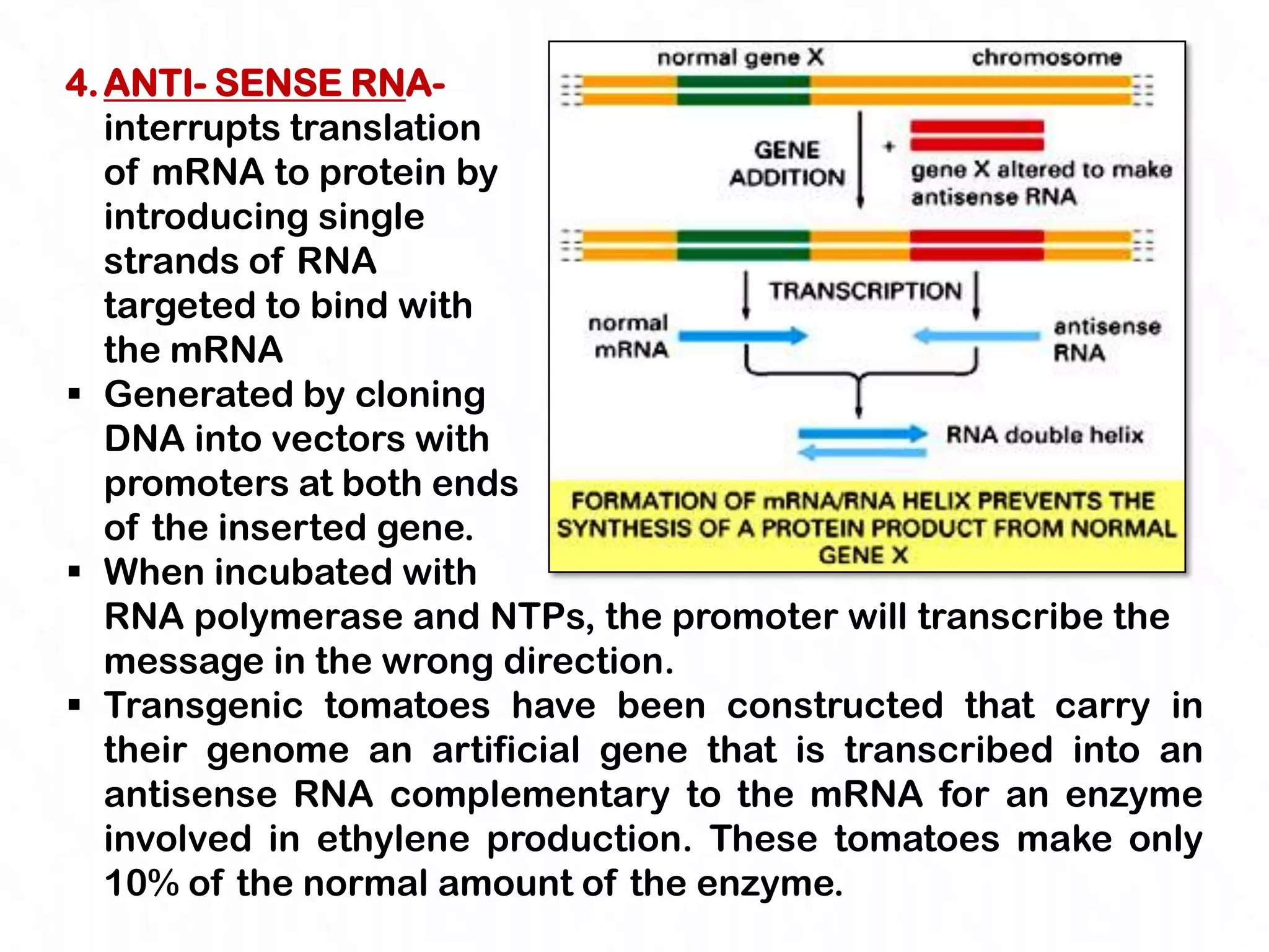4. ANTI- SENSE RNA-
   interrupts translation
   of mRNA to protein by
   introducing single
   strands of RNA
   targeted to bind with
   the mRNA
 Generated by cloning
   DNA into vectors with
   promoters at both ends
   of the inserted gene.
 When incubated with
   RNA polymerase and NTPs, the promoter will transcribe the
   message in the wrong direction.
 Transgenic tomatoes have been constructed that carry in
   their genome an artificial gene that is transcribed into an
   antisense RNA complementary to the mRNA for an enzyme
   involved in ethylene production. These tomatoes make only
   10% of the normal amount of the enzyme.
 