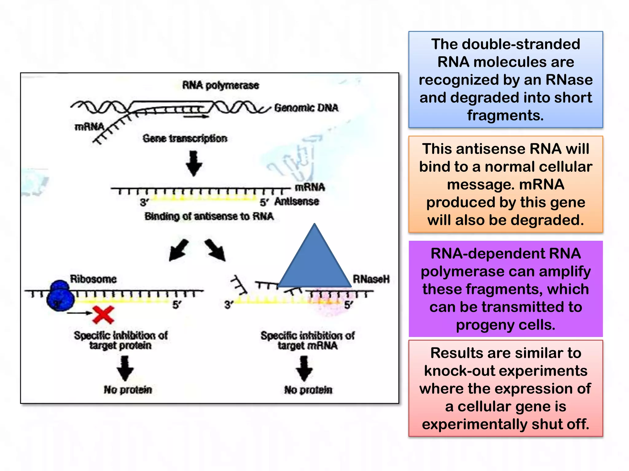 The double-stranded
   RNA molecules are
recognized by an RNase
and degraded into short
       fragments.

This antisense RNA will
bind to a normal cellular
    message. mRNA
 produced by this gene
 will also be degraded.

 RNA-dependent RNA
polymerase can amplify
these fragments, which
 can be transmitted to
    progeny cells.
 Results are similar to
knock-out experiments
where the expression of
   a cellular gene is
experimentally shut off.
 