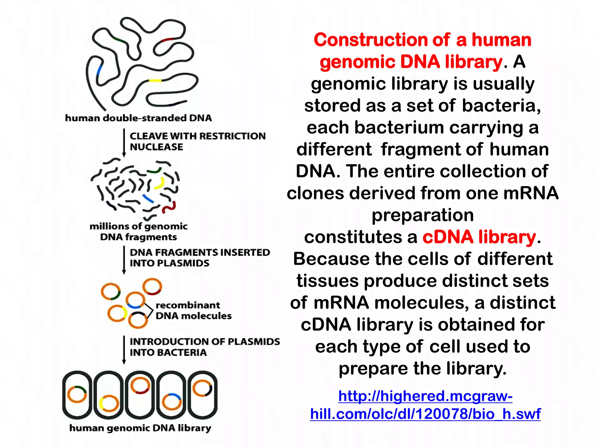 Construction of a human
    genomic DNA library. A
   genomic library is usually
  stored as a set of bacteria,
   each bacterium carrying a
 different fragment of human
 DNA. The entire collection of
clones derived from one mRNA
          preparation
  constitutes a cDNA library.
 Because the cells of different
 tissues produce distinct sets
of mRNA molecules, a distinct
  cDNA library is obtained for
    each type of cell used to
      prepare the library.
       http://highered.mcgraw-
  hill.com/olc/dl/120078/bio_h.swf
 