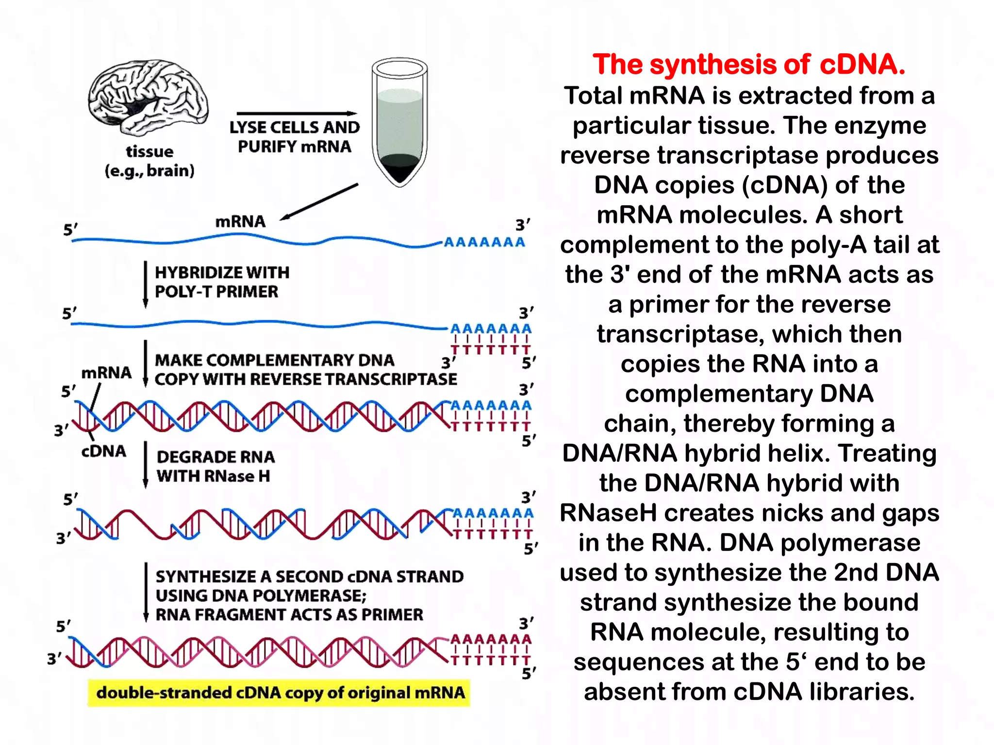 The synthesis of cDNA.
Total mRNA is extracted from a
  particular tissue. The enzyme
reverse transcriptase produces
    DNA copies (cDNA) of the
    mRNA molecules. A short
complement to the poly-A tail at
 the 3' end of the mRNA acts as
     a primer for the reverse
    transcriptase, which then
      copies the RNA into a
       complementary DNA
     chain, thereby forming a
DNA/RNA hybrid helix. Treating
    the DNA/RNA hybrid with
RNaseH creates nicks and gaps
  in the RNA. DNA polymerase
used to synthesize the 2nd DNA
  strand synthesize the bound
   RNA molecule, resulting to
  sequences at the 5„ end to be
   absent from cDNA libraries.
 
